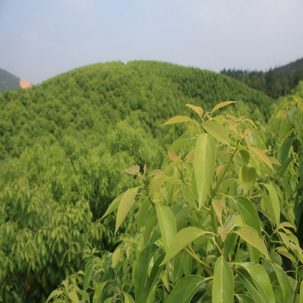 龙脑精油批发 天然龙脑龙脑樟植物提取龙脑油香樟油芳樟树樟油 龙脑樟