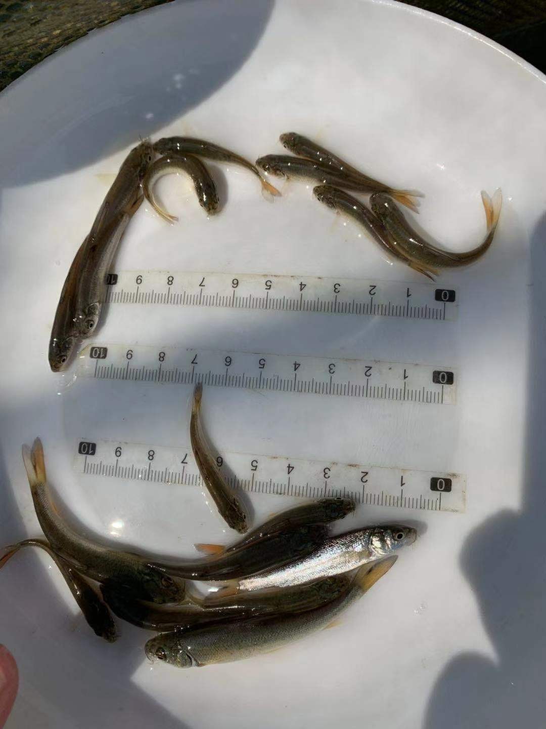 大鳞鲃银鳕鱼苗 银鳕鱼苗报价 高产量银鳕鱼苗 各种规格鱼苗批发出售