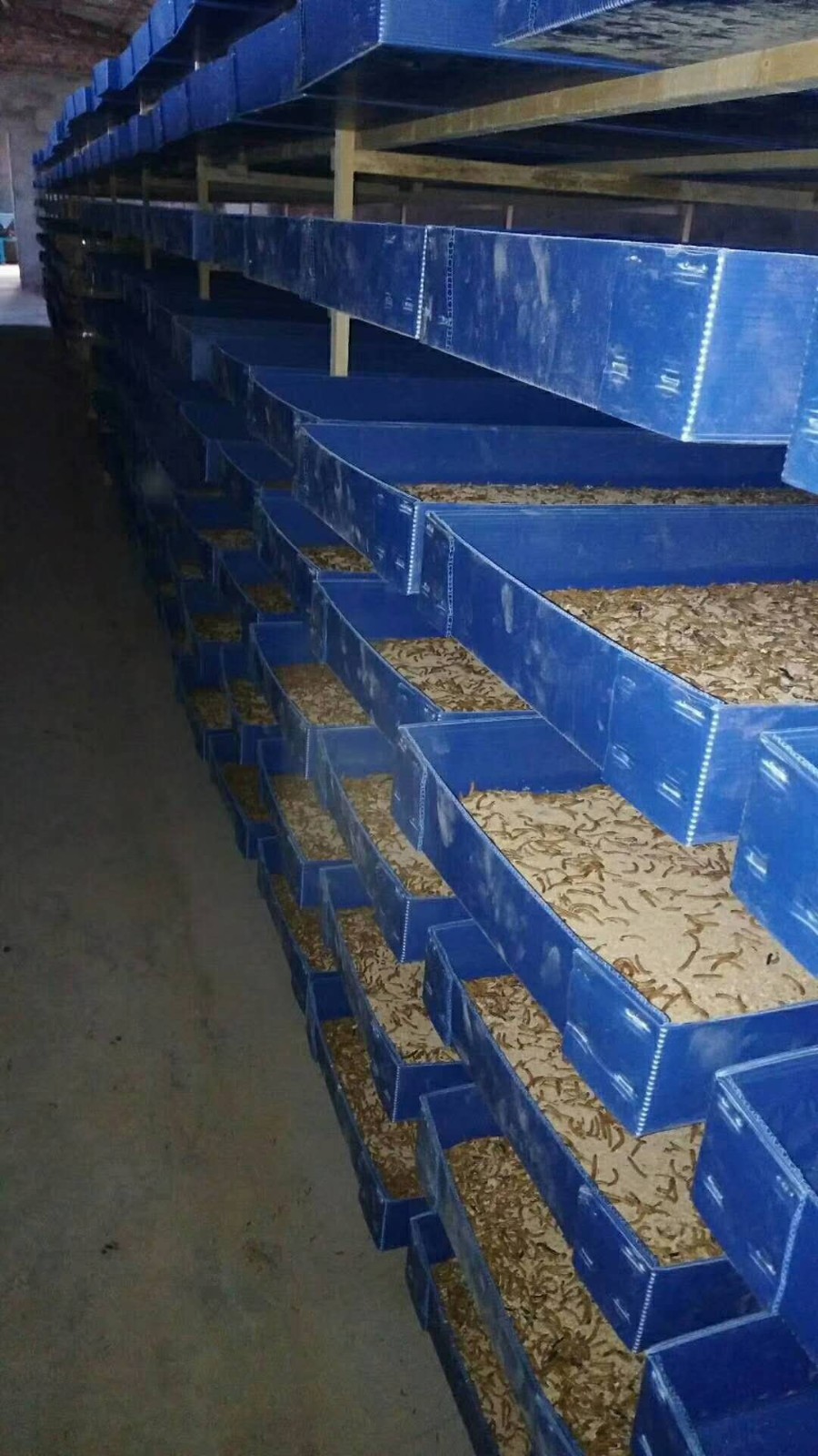 黄粉虫饲养盘 面包虫养殖盒箱子 pp塑料中空板 万通板