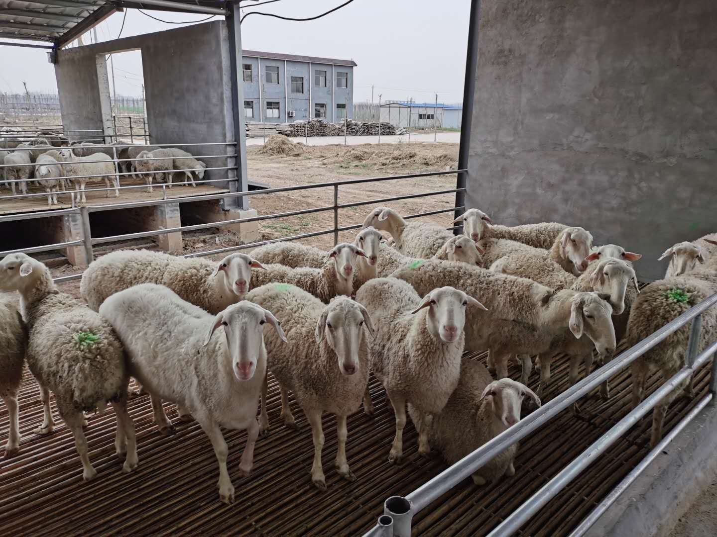 湖羊养殖基地出售 纯种湖羊 青年湖羊养殖利润分析