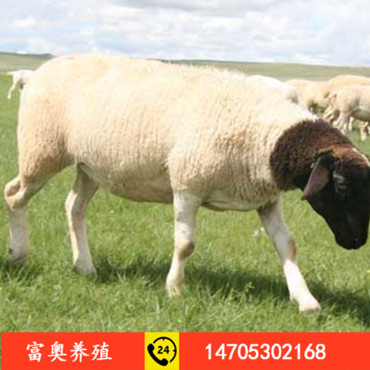 黑头杜泊羊 富奥养殖 纯种杜泊羊 活体黑头杜泊小羊苗