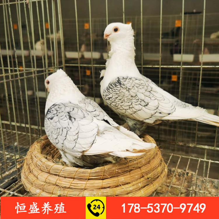批发供应点子鸽 淑女鸽 毛领鸽 大鼻子鸽 多种观赏鸽各种鸽子欢迎选购