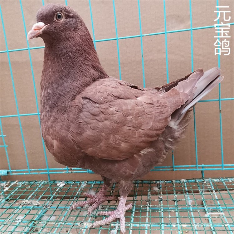 元宝鸽幼鸽