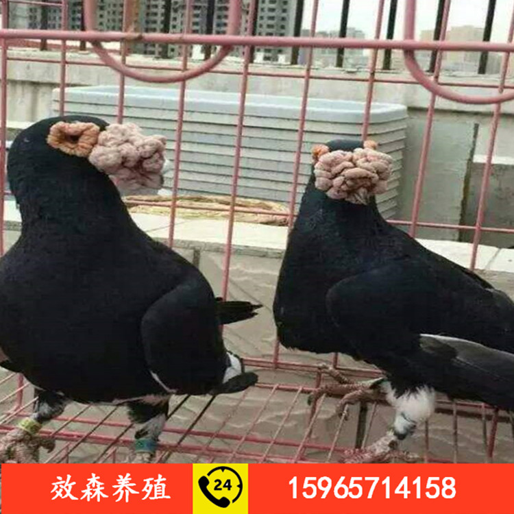 优质元宝鸽养殖场 山东出售精品元宝鸽 大体元宝鸽养殖基地纯种圆环