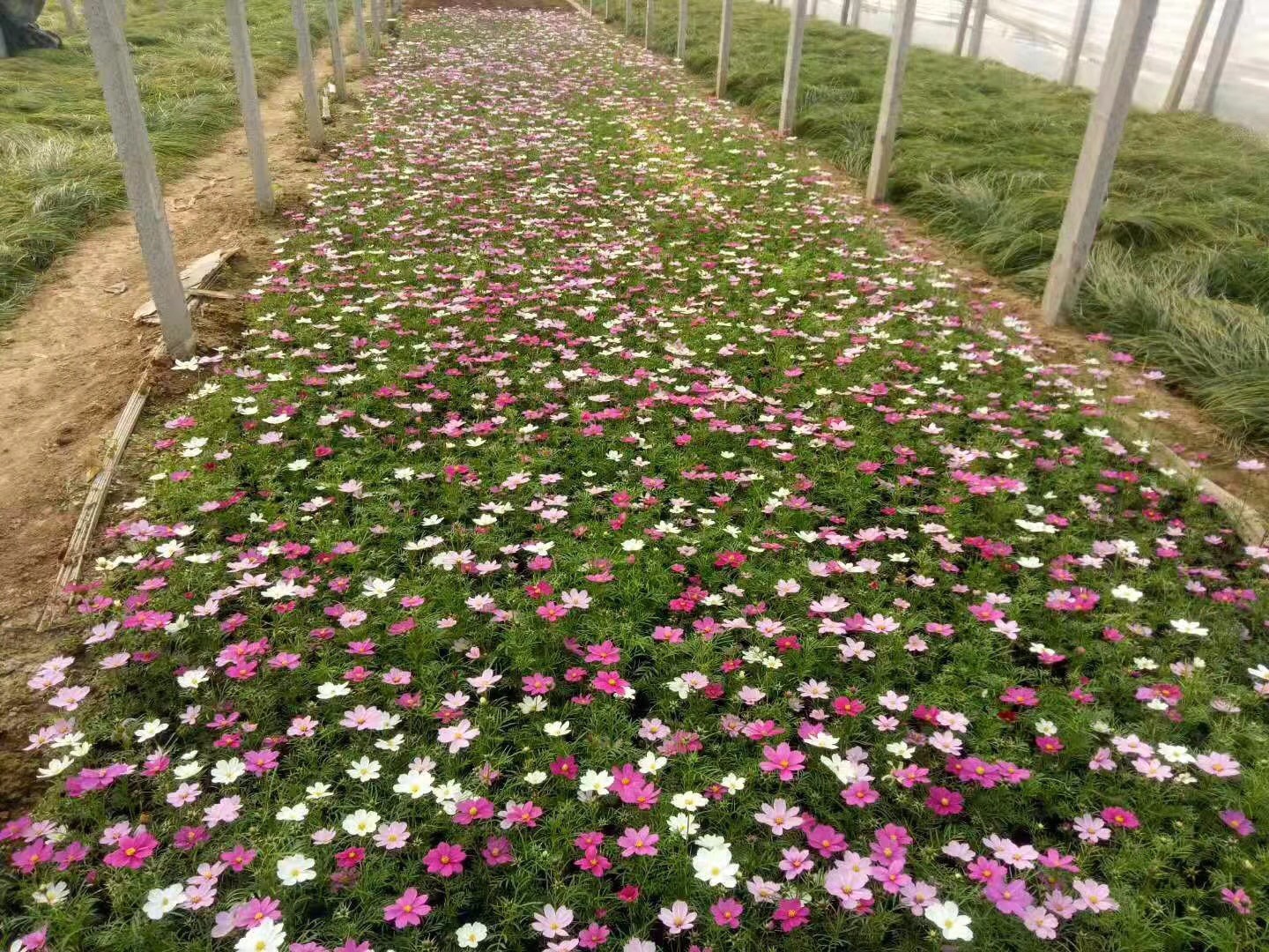 乡村社区绿化工程,宿根花卉种植基地,波斯菊,上海波斯菊基地,波斯菊