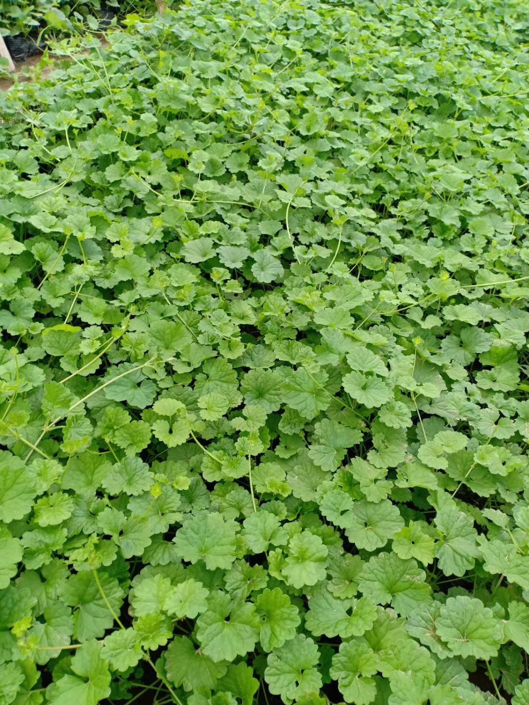 连钱草,连钱草基地,山东连钱草基地-一二年生草花||–