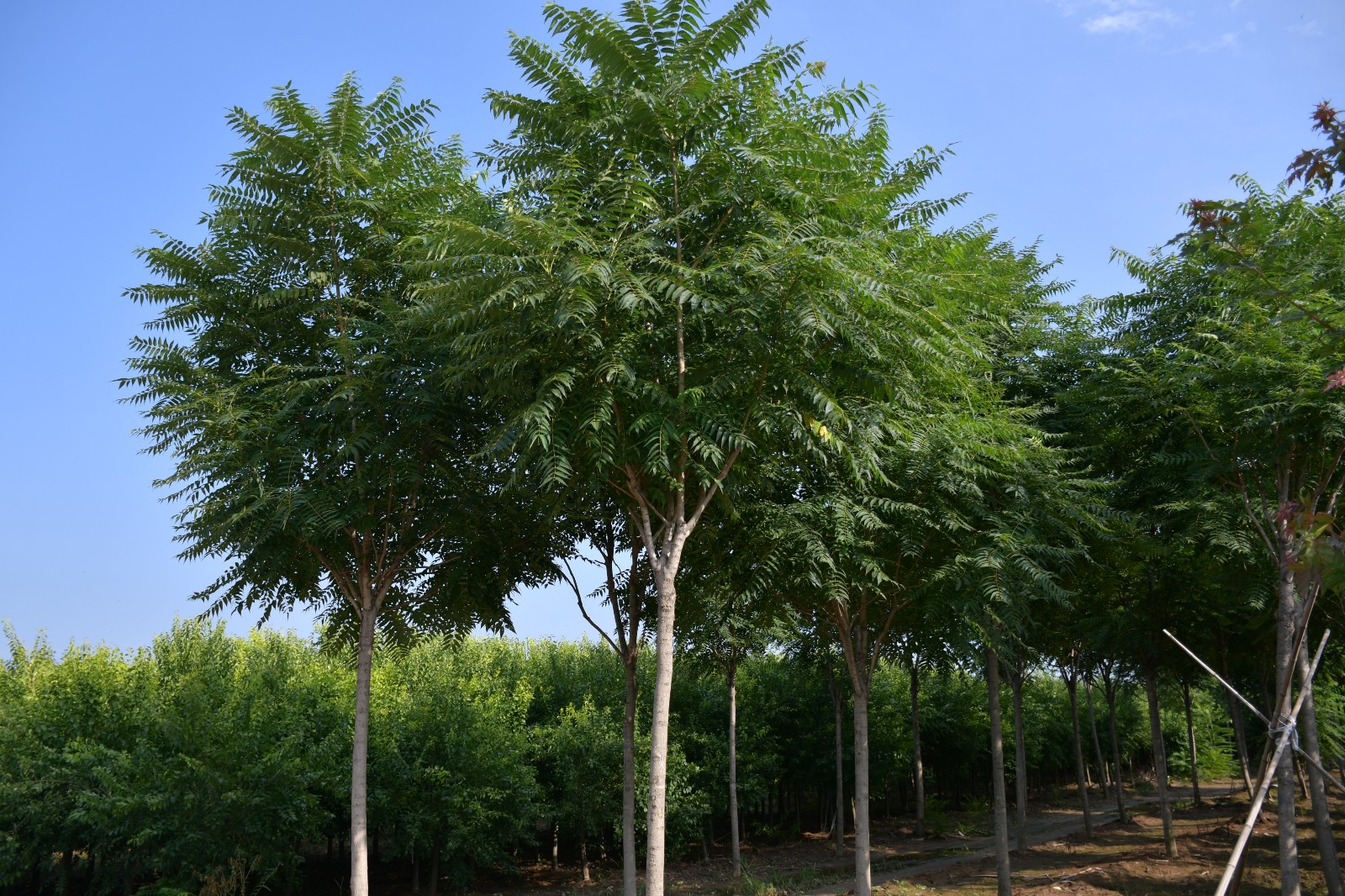 河北保定大量供应千头椿 千头椿价格 千头椿基地