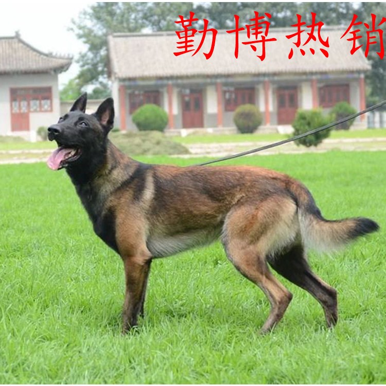 山东有卖纯种马犬幼犬的纯种马犬价格一只起售