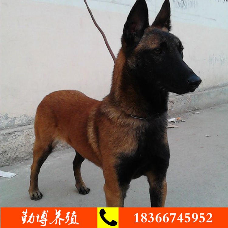 马犬价格狼青犬价格 纯种马犬幼犬养殖场出售