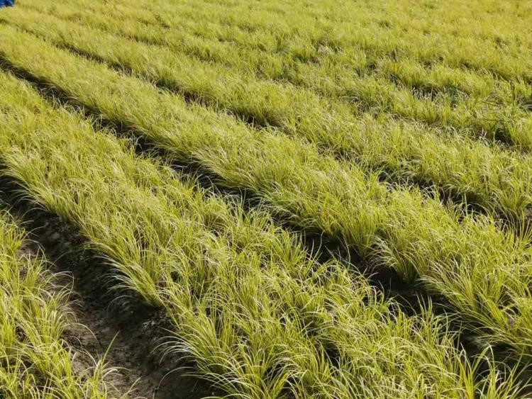 山东金叶石菖蒲种植基地 河北金叶石菖蒲行情 四季金叶石菖蒲