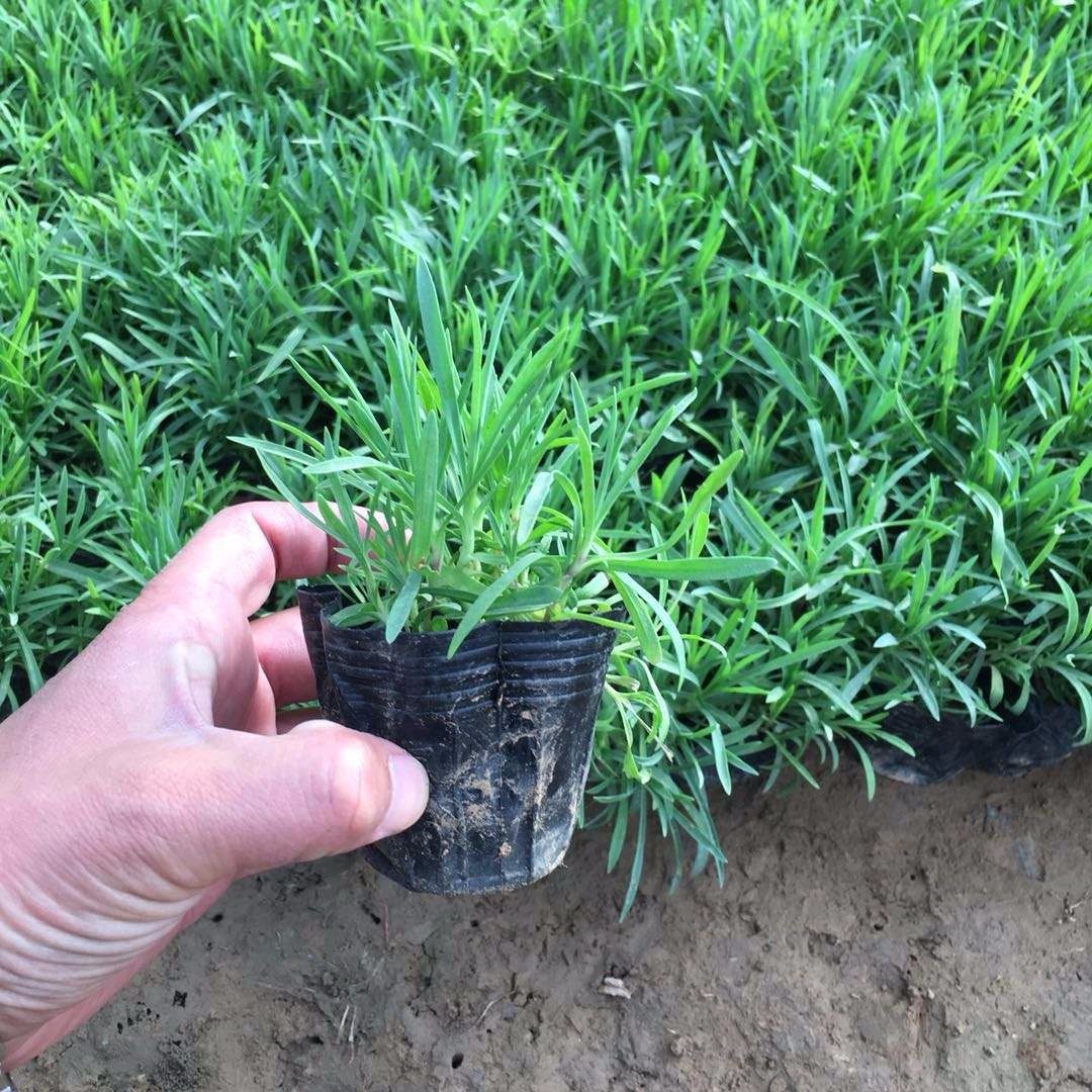 常夏石竹 石竹花 常夏石竹种植基地-一二年生草花||–