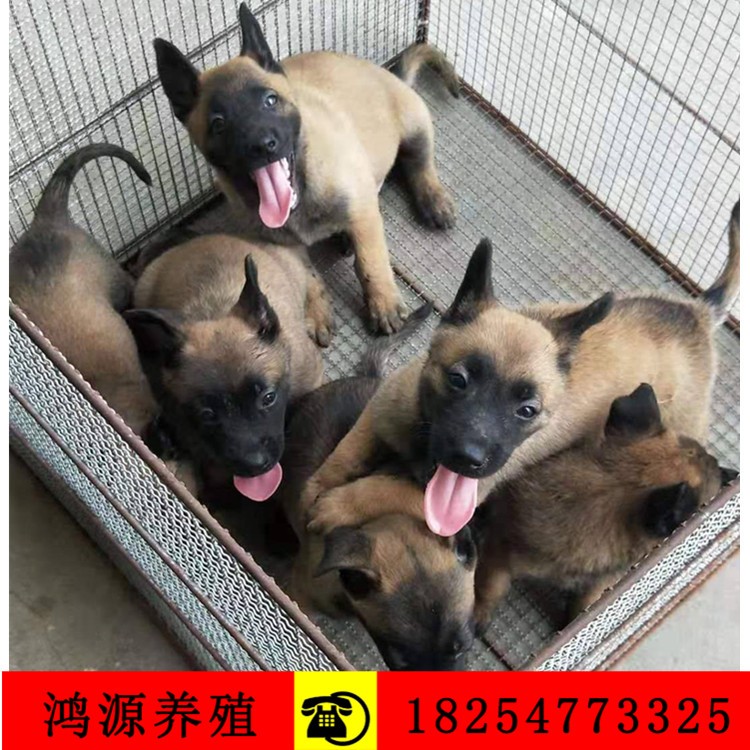 热门出售纯种马犬幼犬 供应训好的3个月马犬价格批发