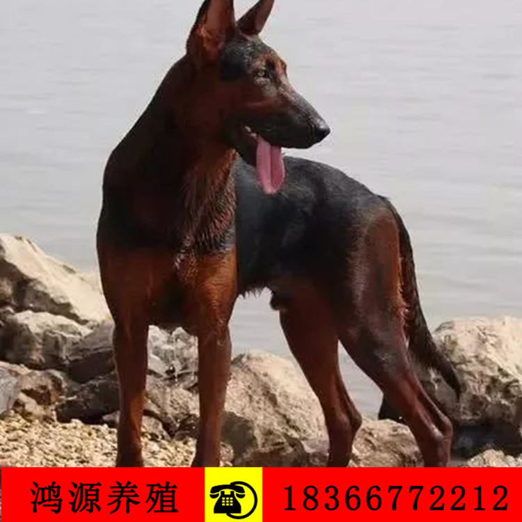 莱州红犬价格