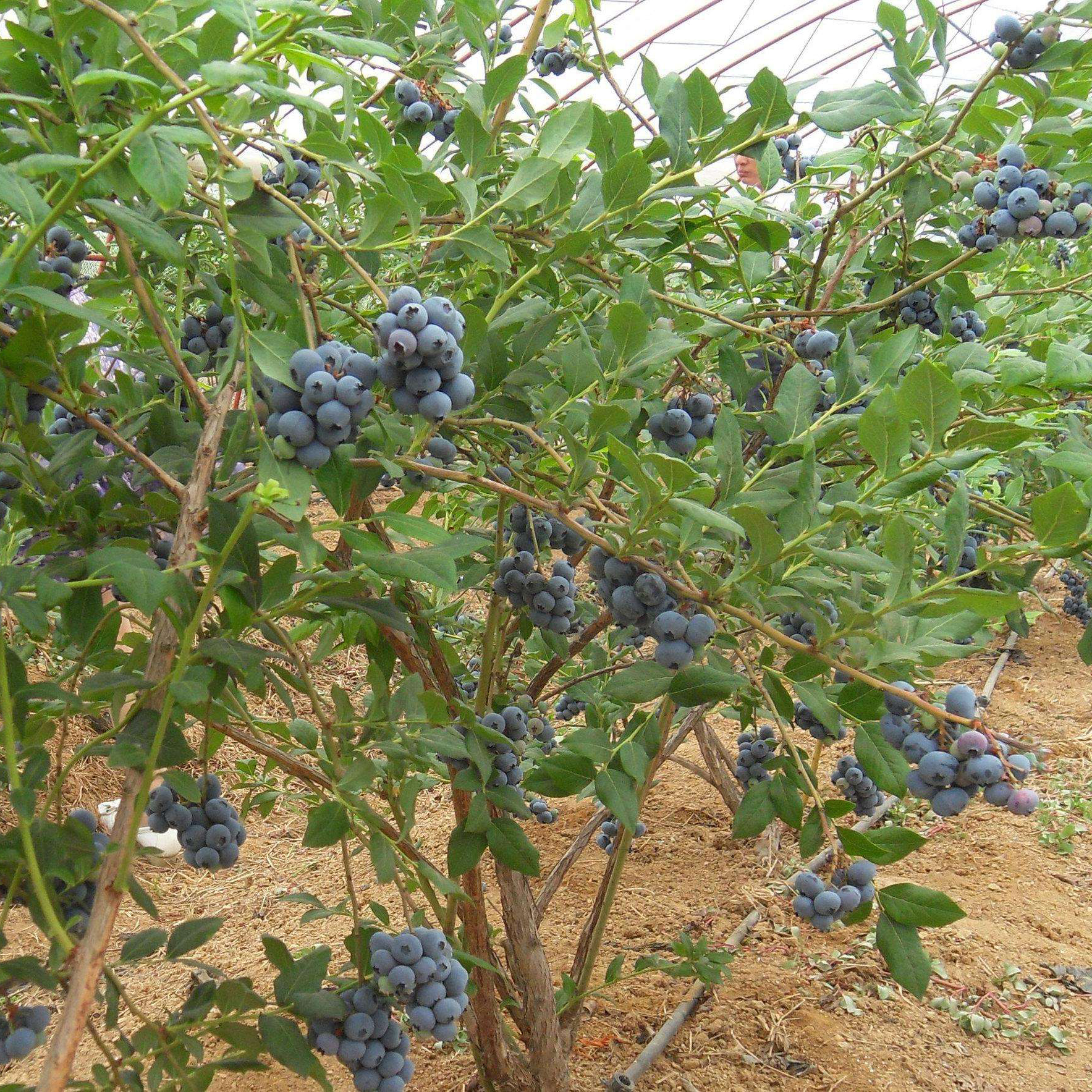 蓝莓苗 蓝梅苗种植 蓝莓树苗 北高丛蓝莓苗种植 蓝莓种苗 蓝莓小苗