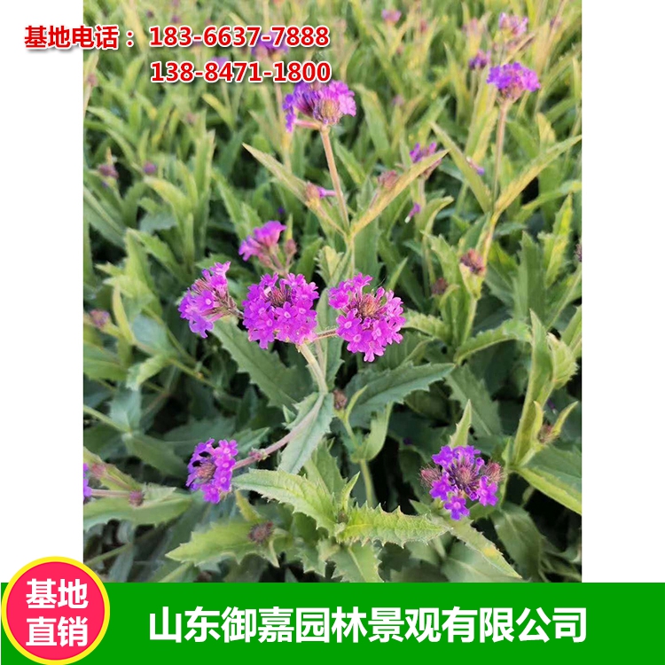 矮化马鞭草 矮化马鞭草幼苗矮化马鞭草批发 御嘉园林矮化马鞭草