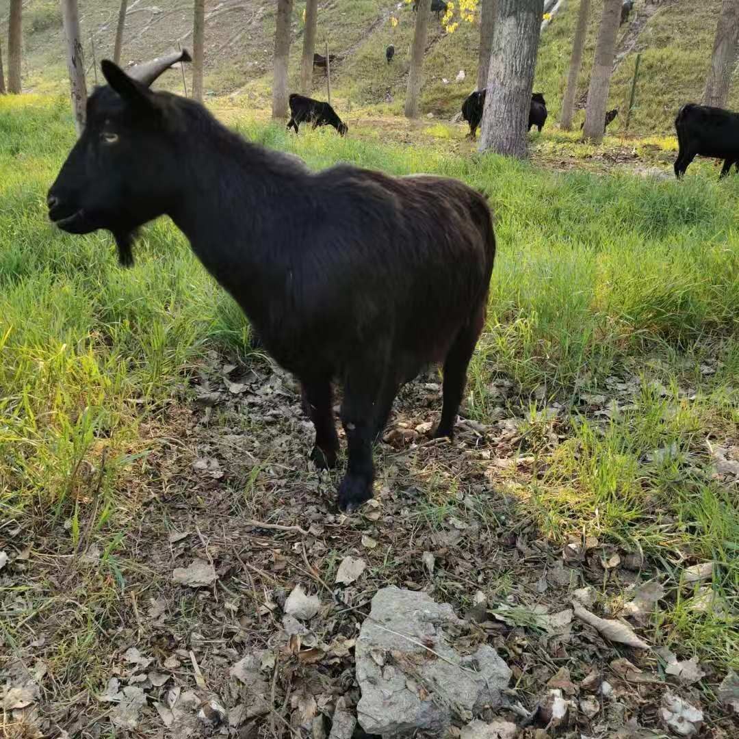 黑山羊 纯种努比亚黑山羊 山东黑山羊养殖场