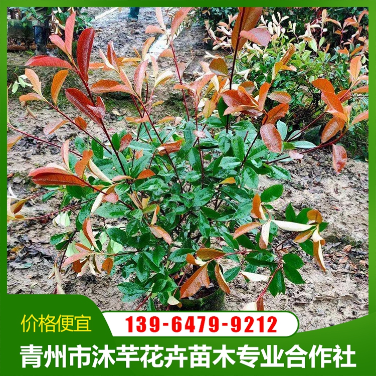 红叶石楠基地 大桶石楠小苗培育 沐芊花卉-乔木|绿化苗木|农业–大豆