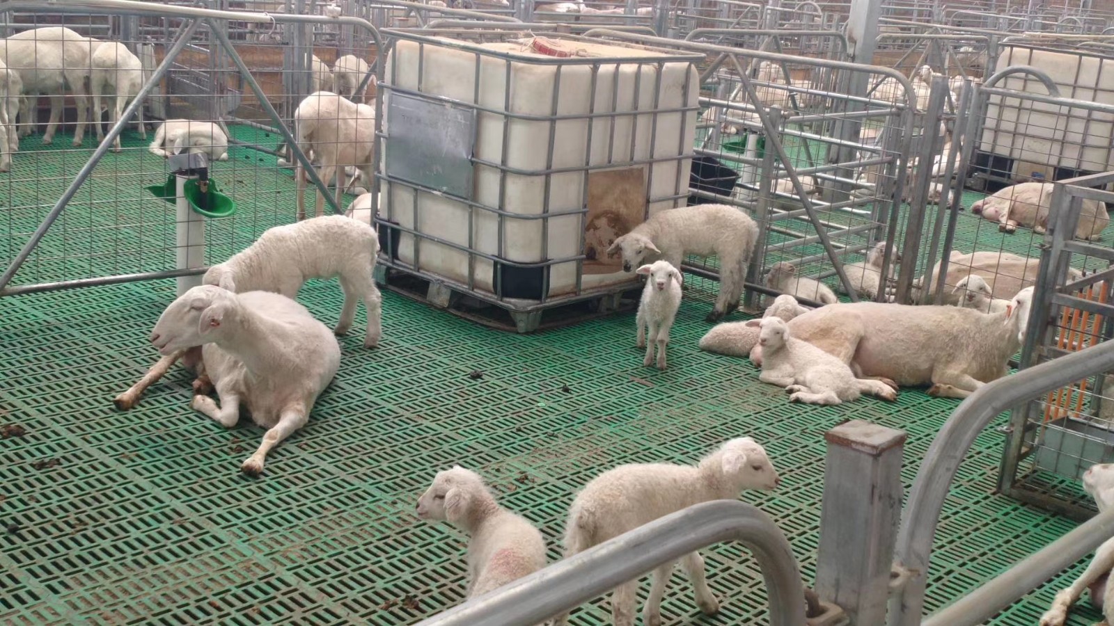 最简单羊床制作方法羊粪板下边粪沟设计养羊漏粪网格生产塑料羊粪板