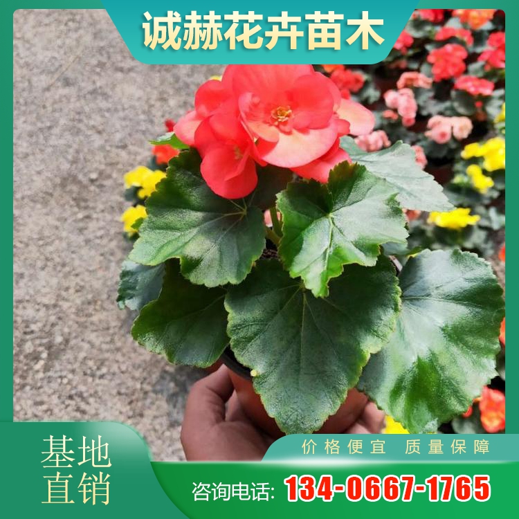 丽格海棠,是四季室内观花类花卉的主要品种,它是索科秋海棠和球根海棠