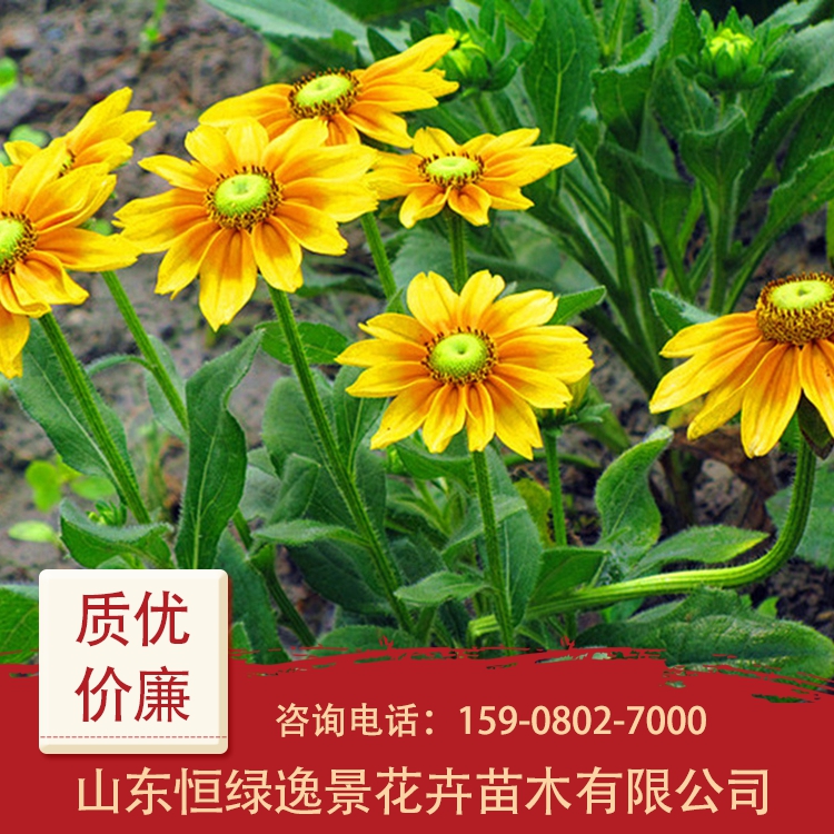 金光菊 金光菊供应商 金光菊花卉幼苗-一二年生草花