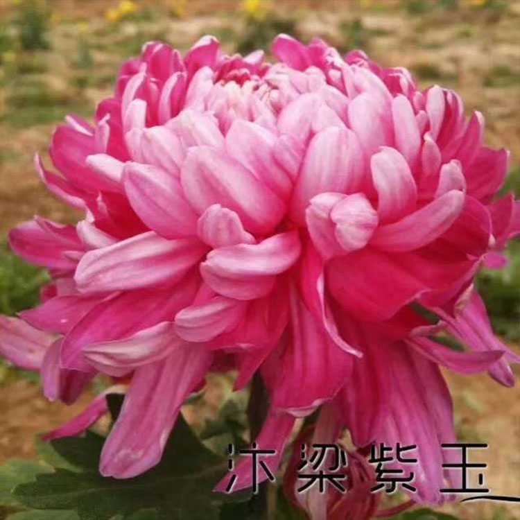南通菊花基地 菊花批发价格 多本菊