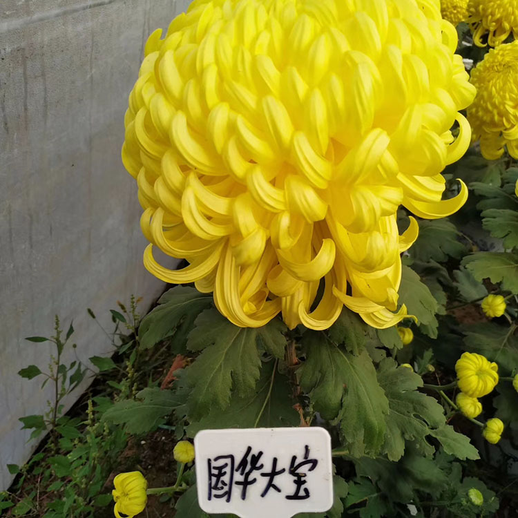 国华系列菊花 菊花种苗批发价格 菊花种苗基地销售