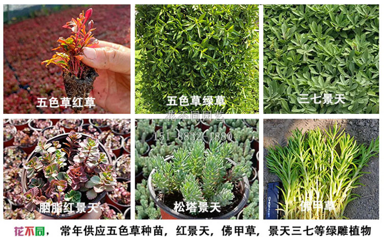 500 >=1000 花不同园艺五色草种苗基地实拍 大棚内的五色草红草穴盘苗