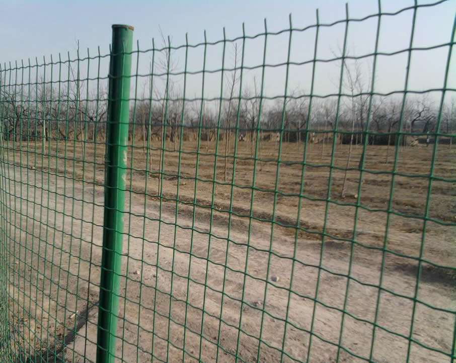 义乌荷兰网供应