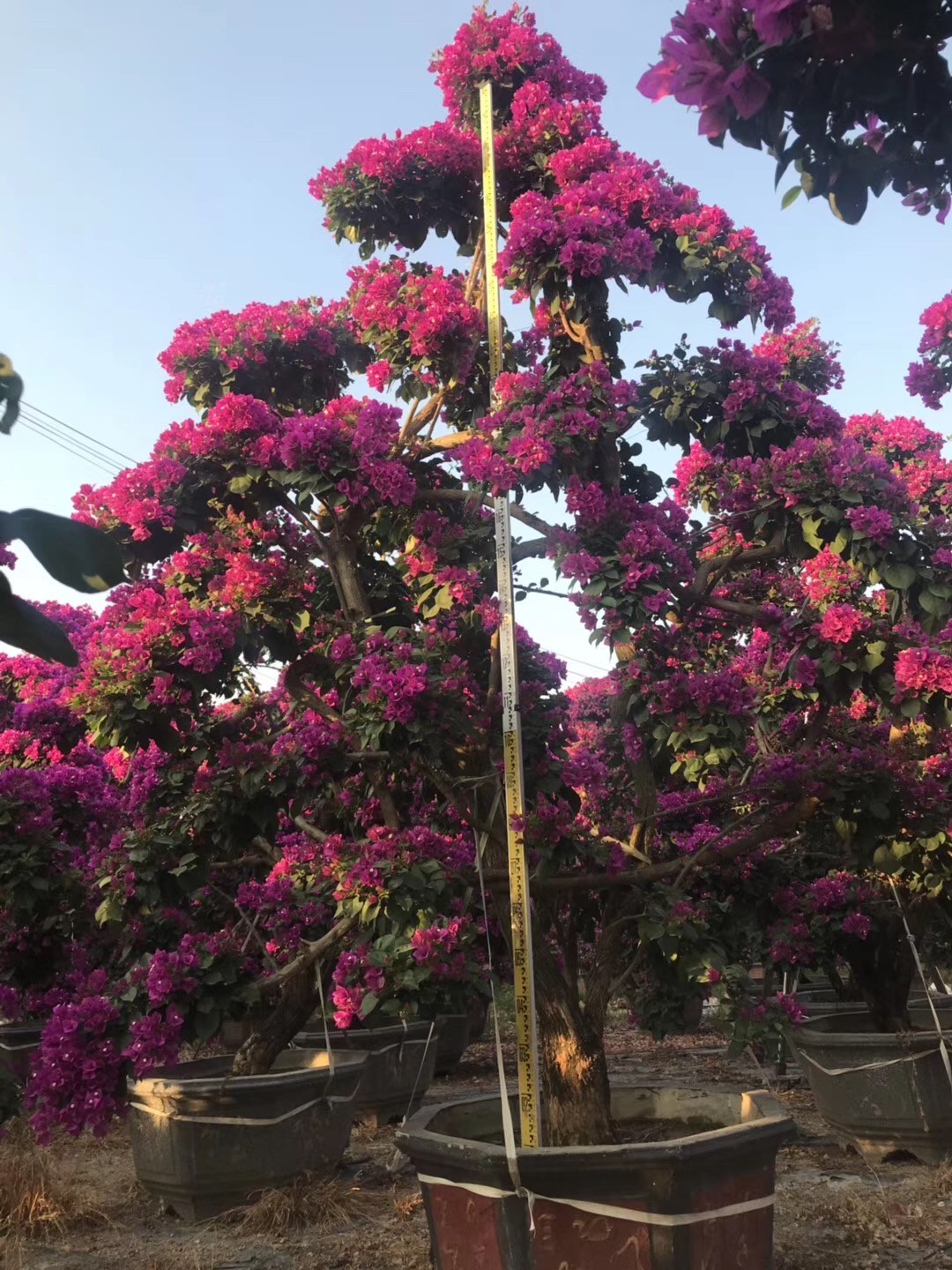 福建漳州红花三角梅*批发价格基地直销 量大从优