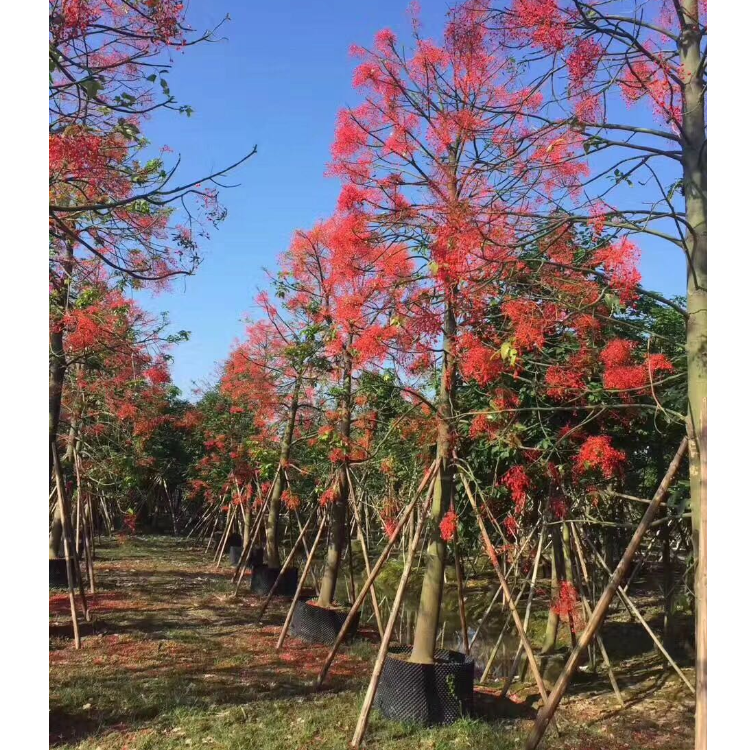福建漳州三角梅袋苗 扦插苗 基地直销 批发价格