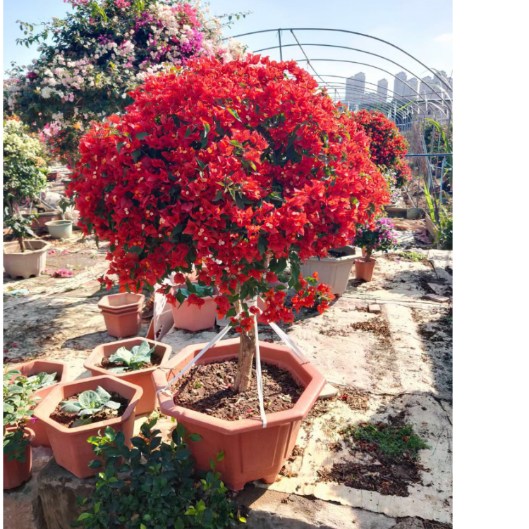 福建三角梅基地报价火焰桑巴三角梅价格