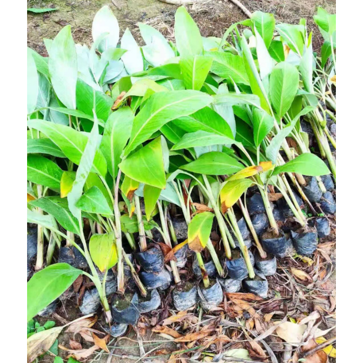 香蕉树苗价格香蕉苗批发香蕉树基地水果树绿化苗