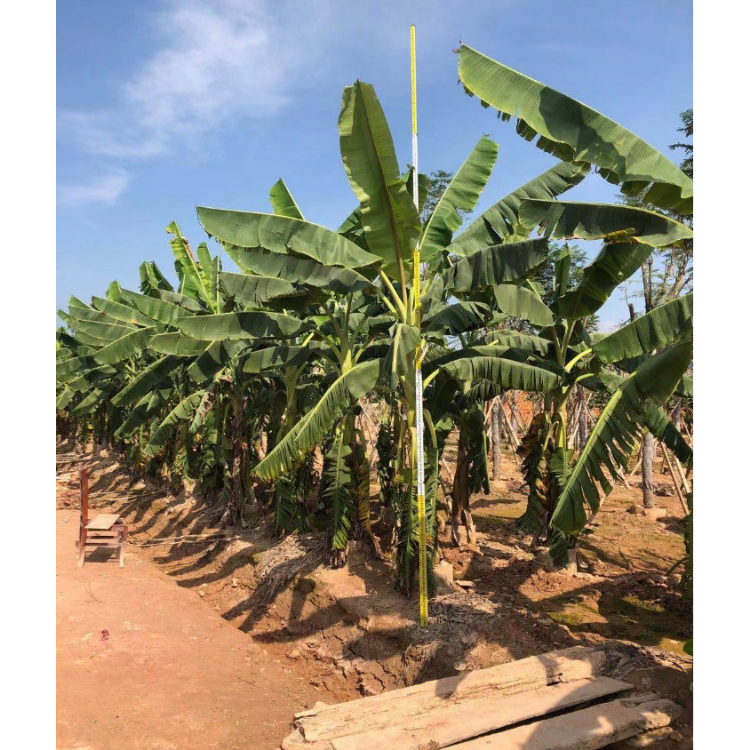 福建香蕉香蕉树价格香蕉树基地绿化庭院