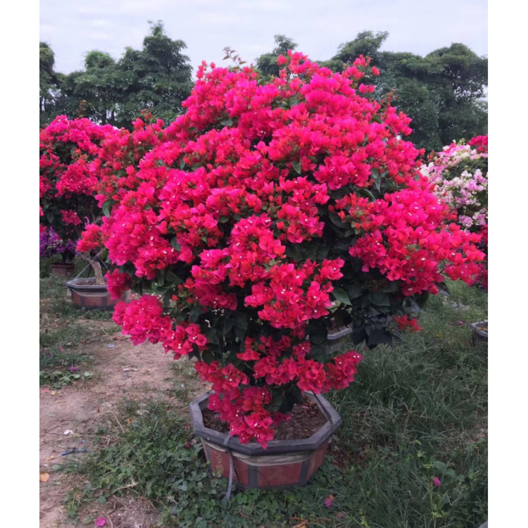 福建红花三角梅球报价福建三角梅批发福建三角梅基地漳州红