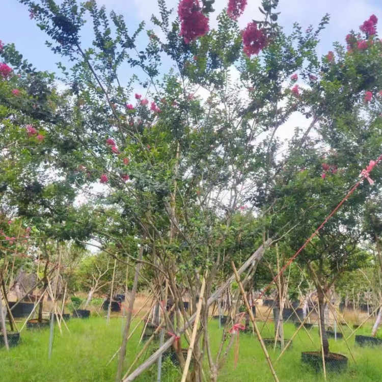 小叶紫薇树价格四川小叶紫薇树苗报价