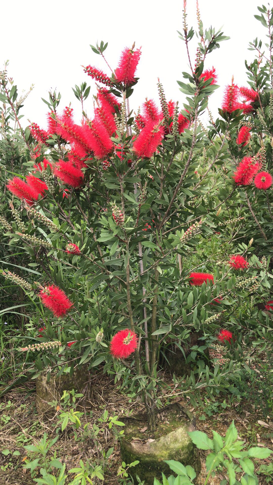澳洲红千层美花红千层串钱柳大量供应中批发价格