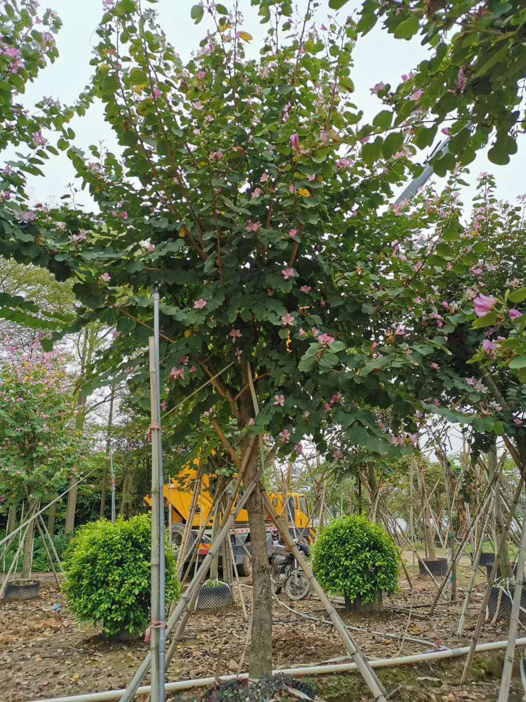 宫粉紫荆12公分苗价格 福建宫粉紫荆苗木基地直销