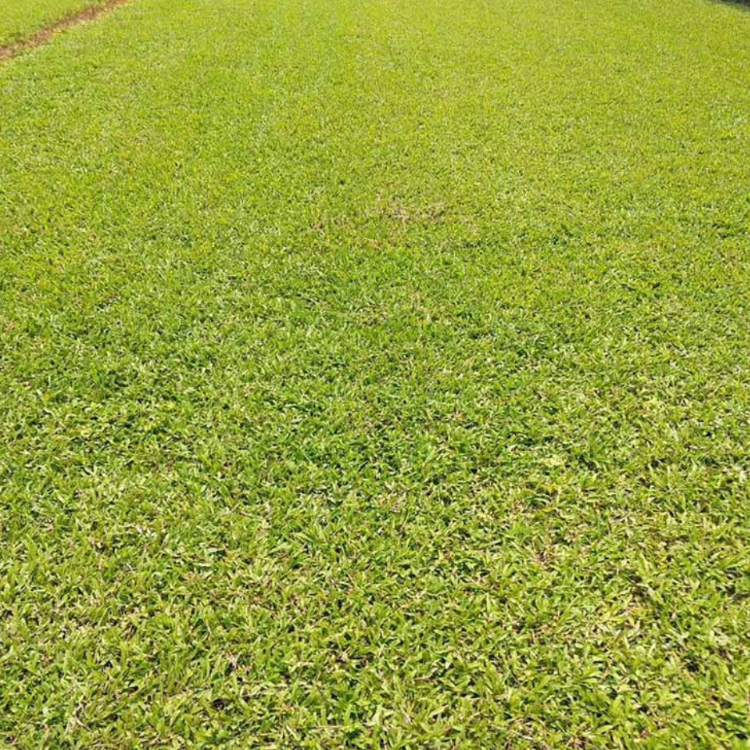 大叶油草 草平绿化苗 大叶油草价格 福建基地种植