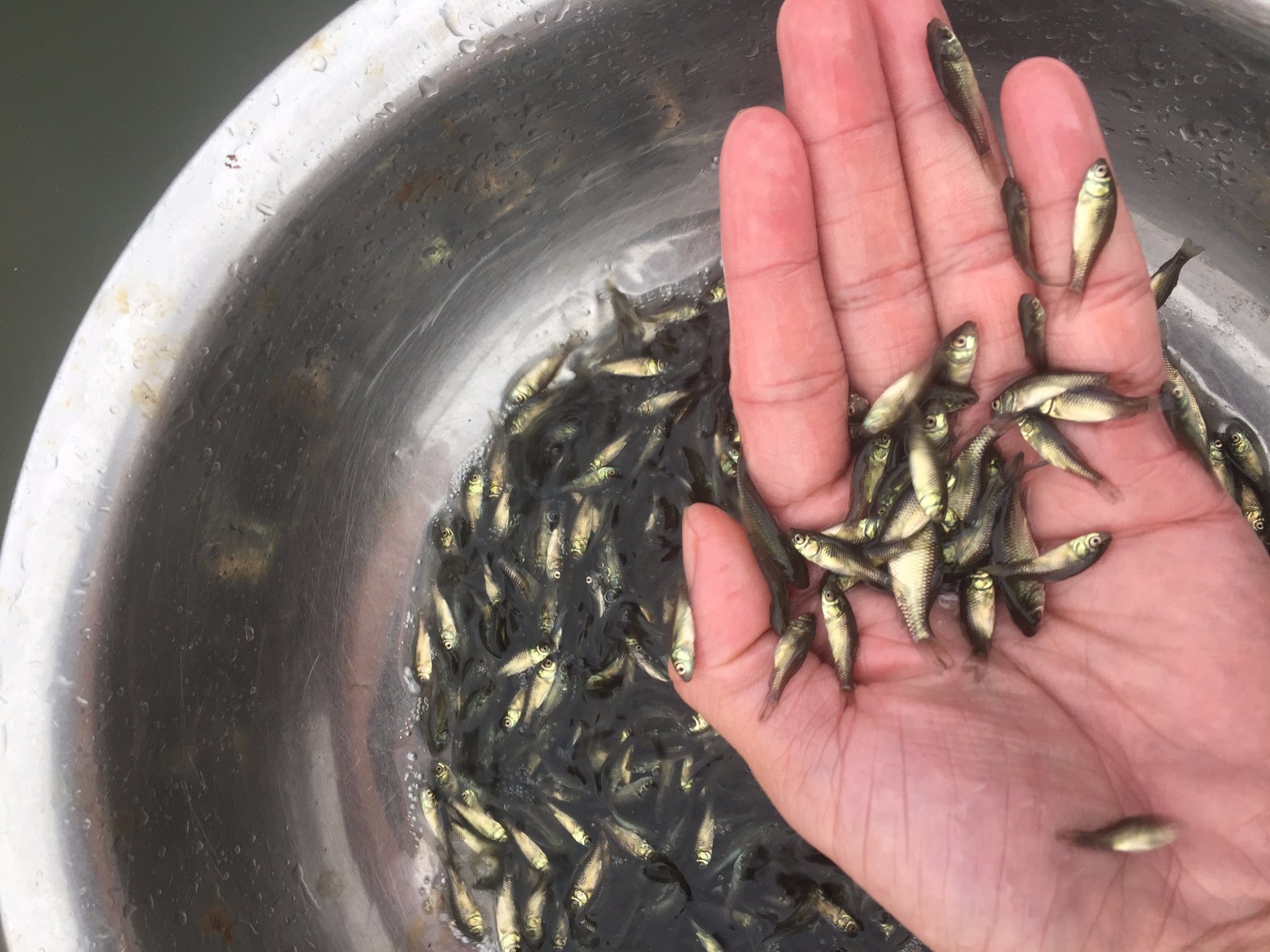 热卖鲫鱼苗中科3号鲫鱼苗各种鲫鱼苗批发