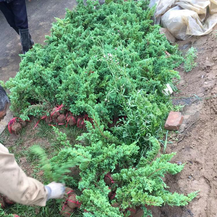 铺地柏苗 铺地柏苗基地 批量供应铺地柏