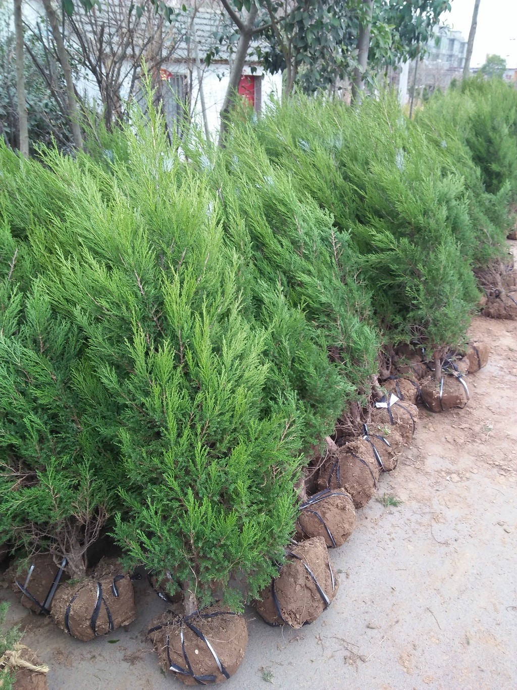 好塔柏公鼎苗木场常年批发占地苗/一级苗/工程苗/高速用苗