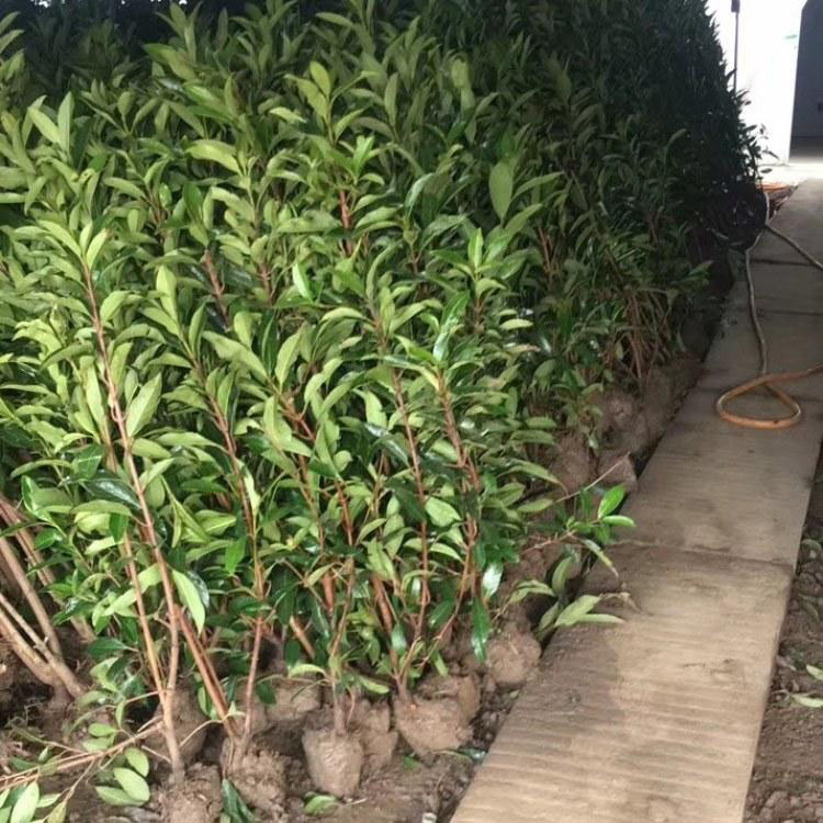 法青树小苗 法国冬青 法青小苗