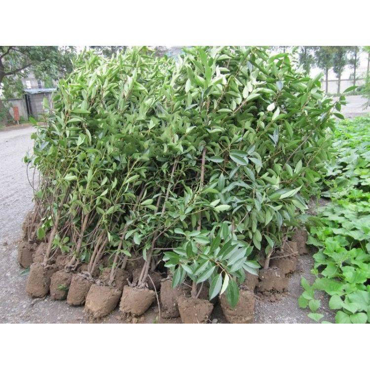 法青 批发法青 法青苗法国冬青苗围墙