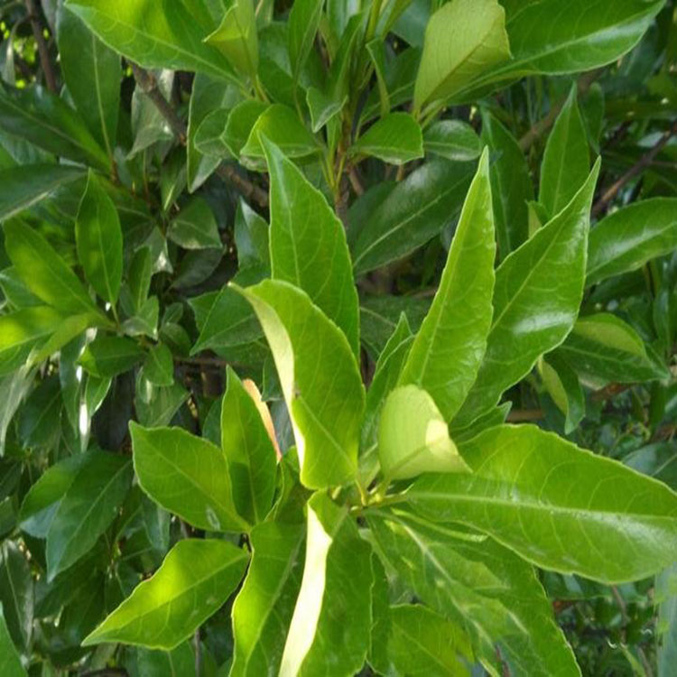 法青树小苗 法国冬青 法青小苗