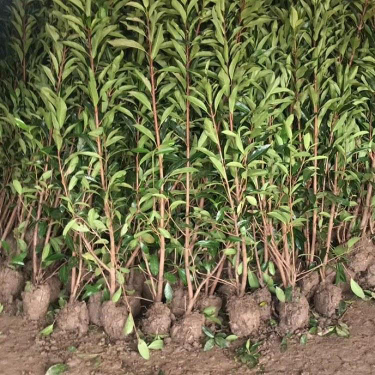 法青 丛生法青 绿化苗法国冬青