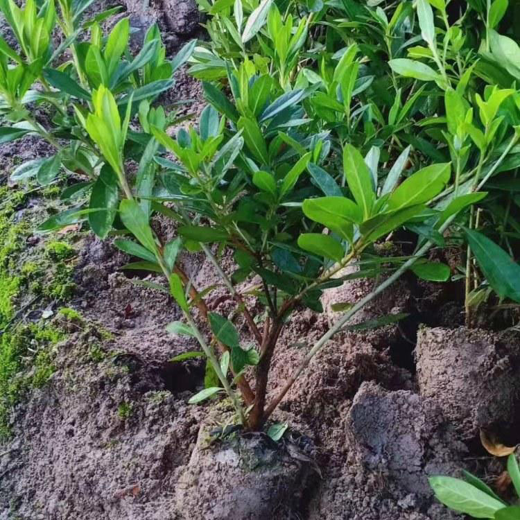 法青树小苗 供应园林绿化法青 法青苗法国冬青苗围墙