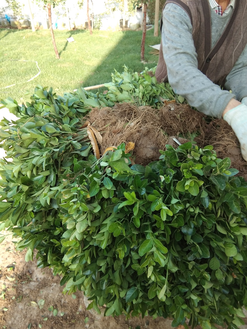 本厂常年供应各种绿化小苗;大小叶黄杨,卫矛,金叶女贞,连翘,迎春,红叶