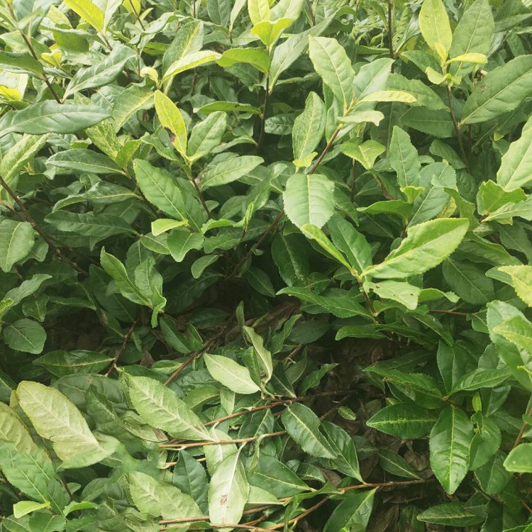 >=20产品名称:奶白极白茶苗 雅安名山区强林苗木出售各类茶树枝条