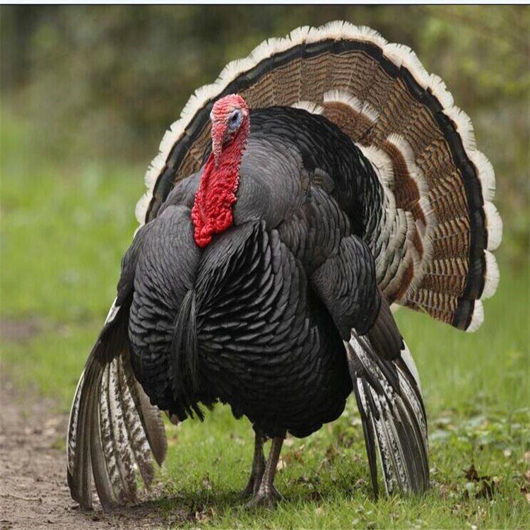 厂家供应重型火鸡 重型火鸡苗 批发成年火鸡价格