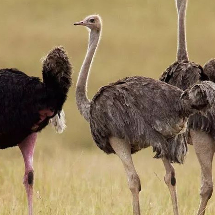 蓝颈鸵鸟图片 非洲成年鸵鸟 鸵鸟苗批发厂家出售 大型鸵鸟